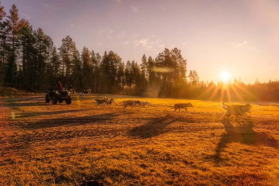 Rovaniemi: Autumn Husky Cart Ride with Hot Drink & Pickup - Key points to know before you go