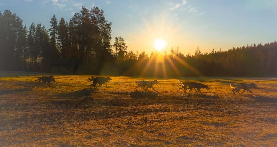 Rovaniemi: Autumn Husky Cart Ride with Hot Drink & Pickup - Meeting the huskies: cuddles, photos, and the reality of kennel life