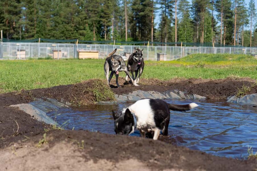 Rovaniemi: Autumn Husky Cart Ride with Hot Drink & Pickup - Price and value at about $259 per person