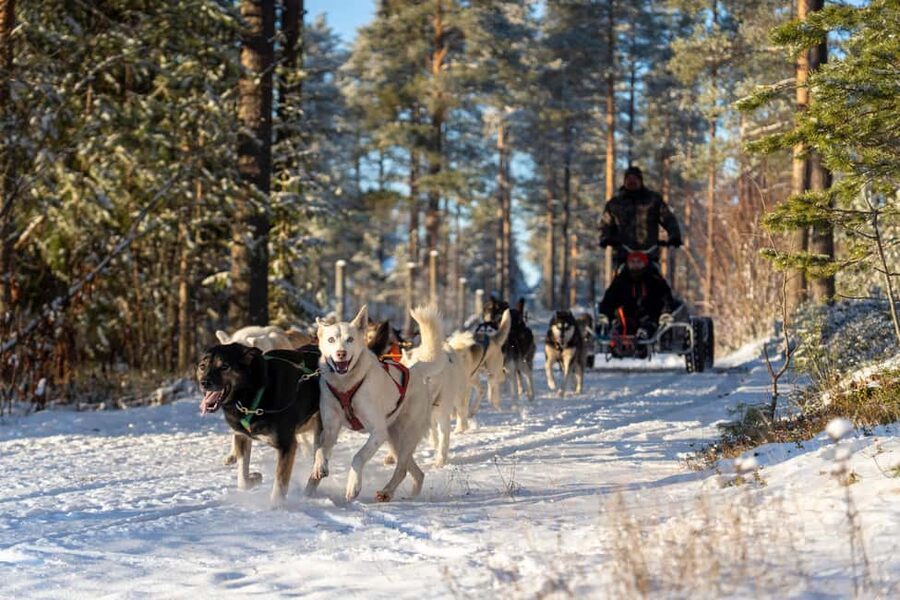 Rovaniemi: Autumn Husky Cart Ride with Hot Drink & Pickup - From your accommodation to the kennel, and why it shapes the timing