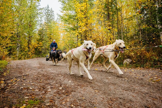 Rovaniemi: Born to Run 4km Self driven Husky Cart tour in Autumn - Key things to know about this 4 km self-driven husky cart in Rovaniemi