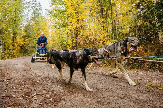 Rovaniemi: Born to Run 4km Self driven Husky Cart tour in Autumn - Bearhill Husky kennel time: what you do before you drive
