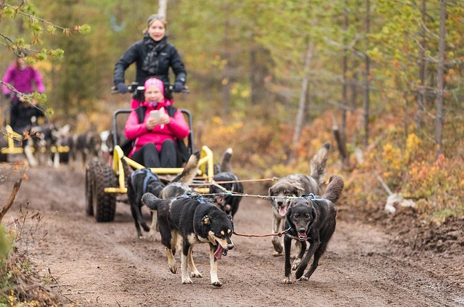 Rovaniemi: Born to Run 4km Self driven Husky Cart tour in Autumn - The 4 km wooded trail: what your run through the forest actually feels like