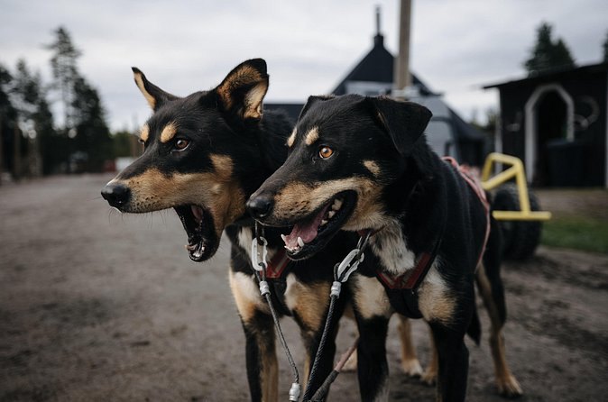 Rovaniemi: Born to Run 4km Self driven Husky Cart tour in Autumn - Price and value: is $225.88 worth it?