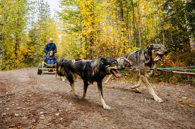 Rovaniemi: Born to Run 4km Self driven Husky Cart tour in Autumn - Weather rules you cannot ignore at 10°C or colder