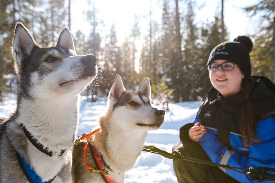 Rovaniemi: Daytime Husky Safari - Key Highlights at a Glance