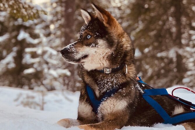 Rovaniemi: Drive Your Own Husky Team (6–10 km) & BBQ - Key things I’d bank on before you book