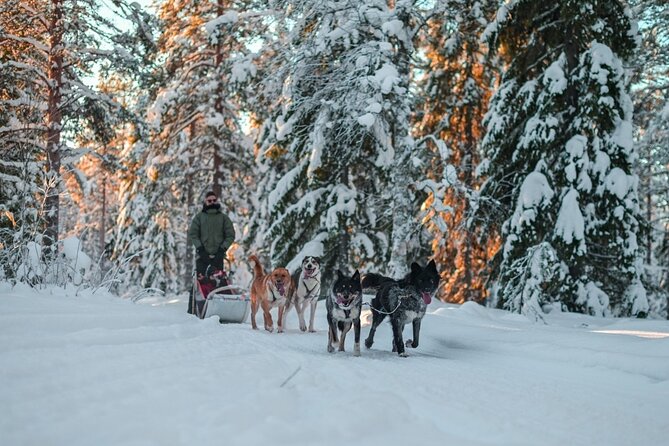 Rovaniemi: Drive Your Own Husky Team (6–10 km) & BBQ - Why this Rovaniemi husky drive feels more “real Lapland” than a show