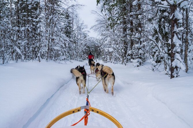 Rovaniemi: Drive Your Own Husky Team (6–10 km) & BBQ - Meeting the huskies: when the orientation actually changes the ride