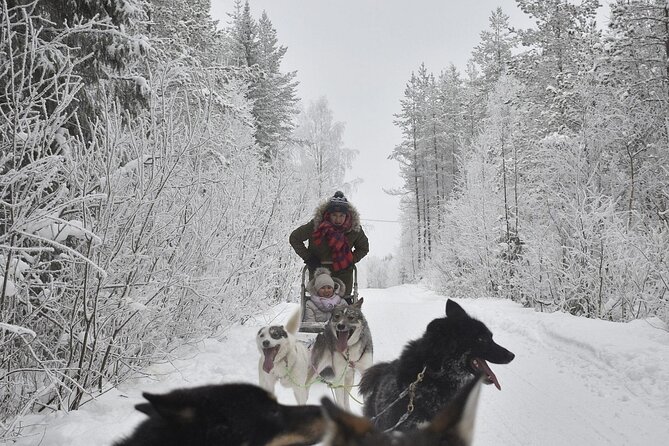 Rovaniemi: Drive Your Own Husky Team (6–10 km) & BBQ - Driving the sled on a 6 to 10 km route: the thrill, the rhythm, and the swap