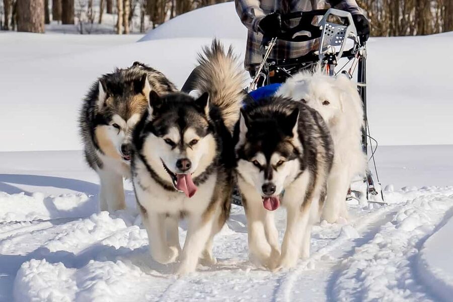 Rovaniemi: Drive Your Own Husky Team (6–10 km) & BBQ - Swapping from cold to cozy: tea, hot drinks, and Lapland sausages by the fire