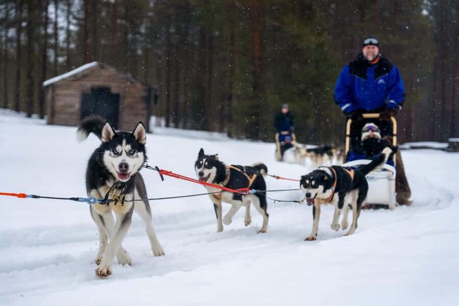 Rovaniemi: Drive Your Own Husky Team (6–10 km) & BBQ - Timing and the “5 hours” question: how to avoid disappointment