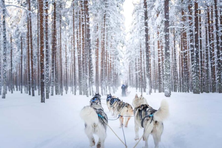 Rovaniemi: Drive Your Own Husky Team (6–10 km) & BBQ - Dog care, animal transparency, and the small issues to consider