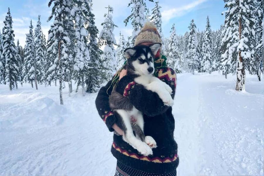 Rovaniemi: Drive Your Own Husky Team (6–10 km) & BBQ - Who should book this (and who should look elsewhere)