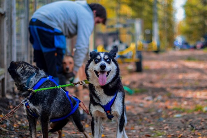 Rovaniemi: Drive Your Own Husky Team (Autumn) & BBQ - Key highlights to know before you go