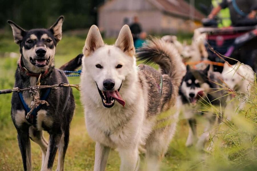 Rovaniemi: Drive Your Own Husky Team (Autumn) & BBQ - Transport Value, Time Value, and the $258 Per Person Question