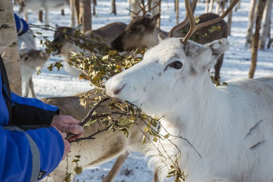Rovaniemi: Evening Reindeer Safari - Key things I’d plan around