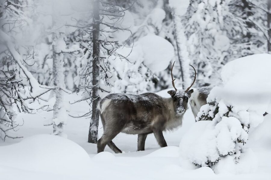 Rovaniemi: Evening Reindeer Safari - How the 2 hour evening loop actually feels