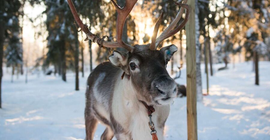 Rovaniemi: Evening Reindeer Safari - The reindeer farm visit: where the tradition becomes real