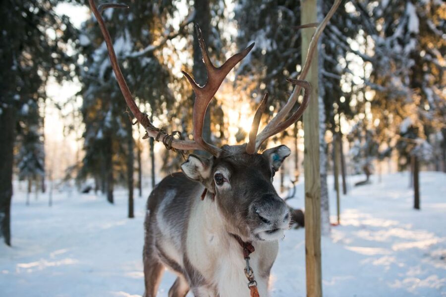 Rovaniemi: Evening Reindeer Safari - Price and value: is $240 per person worth it?