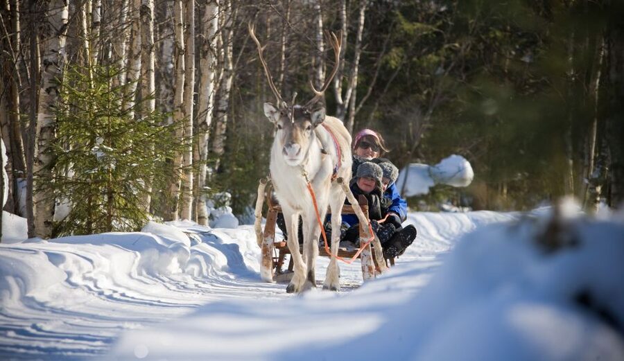 Rovaniemi: Evening Reindeer Safari - What to expect from the guide, and why it matters