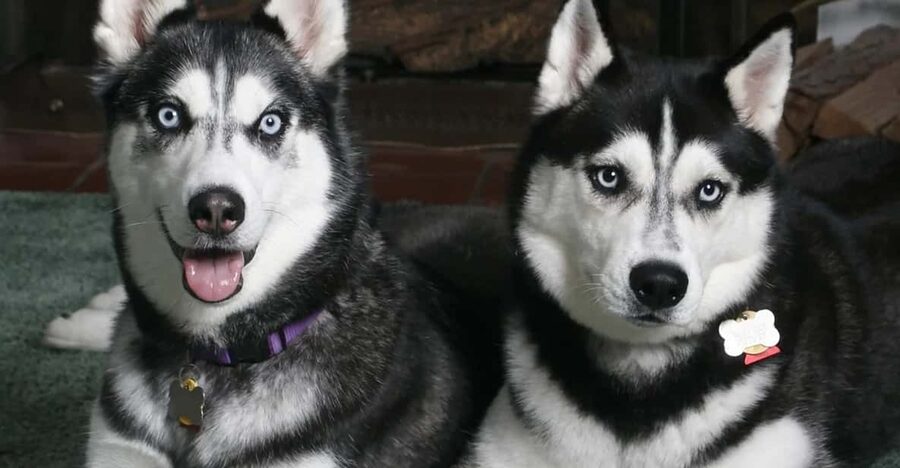 Rovaniemi: Family Friendly Husky Ride and Farm Visit - Husky Farm Welcome in Rovaniemi, with Warm Drinks and a Quick Animal Lesson
