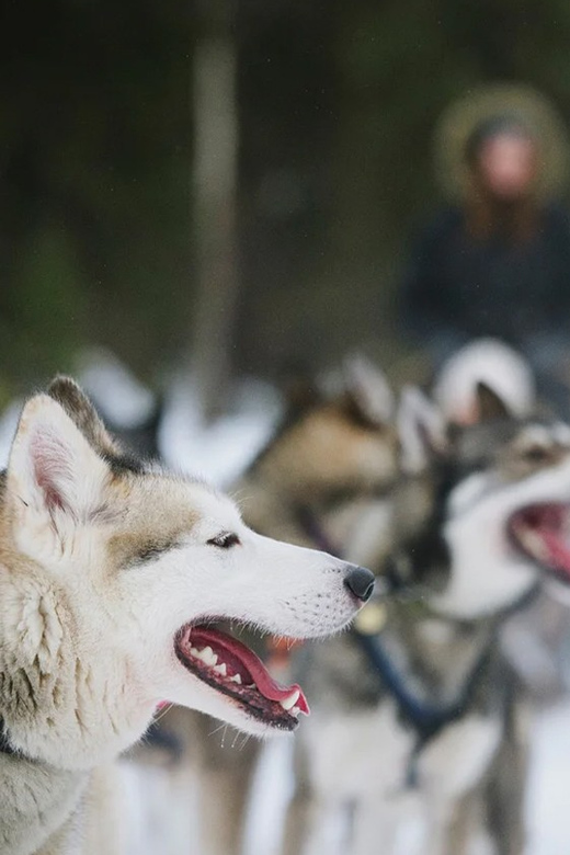 Rovaniemi: Family Friendly Husky Ride and Farm Visit - Price and Duration: When $128 Feels Right, and When It Might Not