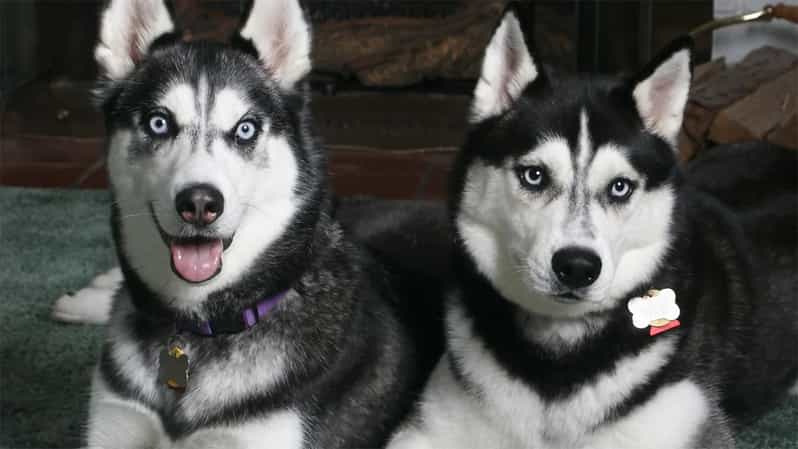 Rovaniemi: Family Friendly Husky Ride and Farm Visit - Cuddles, Photos, and the Real Meaning of Up-Close Husky Time