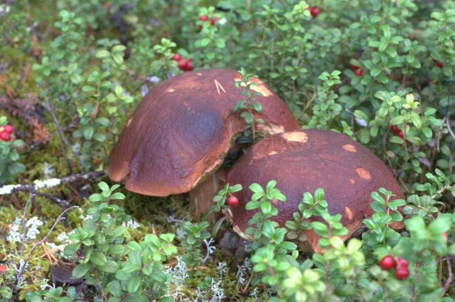 Rovaniemi forest foraging adventure: Pick, Prepare, Savor - Key highlights to look for