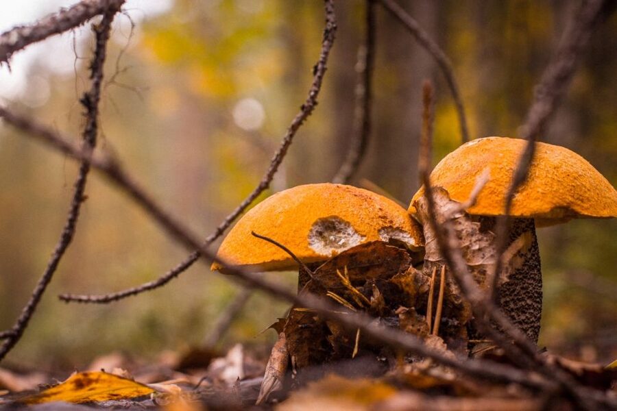 Rovaniemi forest foraging adventure: Pick, Prepare, Savor - Why forest foraging in Rovaniemi feels so real