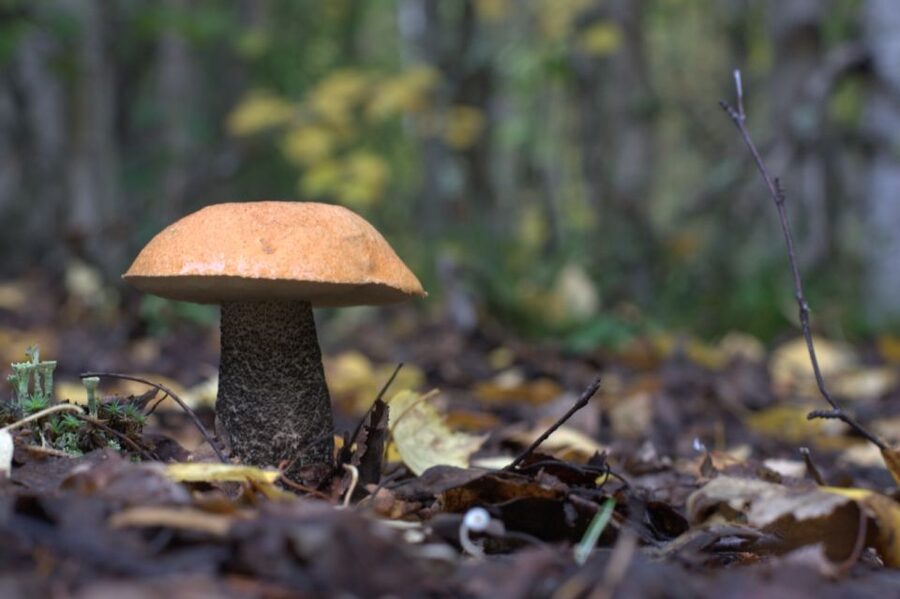 Rovaniemi forest foraging adventure: Pick, Prepare, Savor - Mushrooms: the thrill, the rules, and why a guide matters