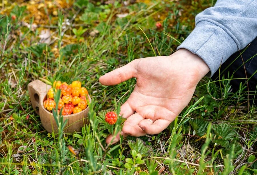 Rovaniemi forest foraging adventure: Pick, Prepare, Savor - Price and value: is $135 worth it?