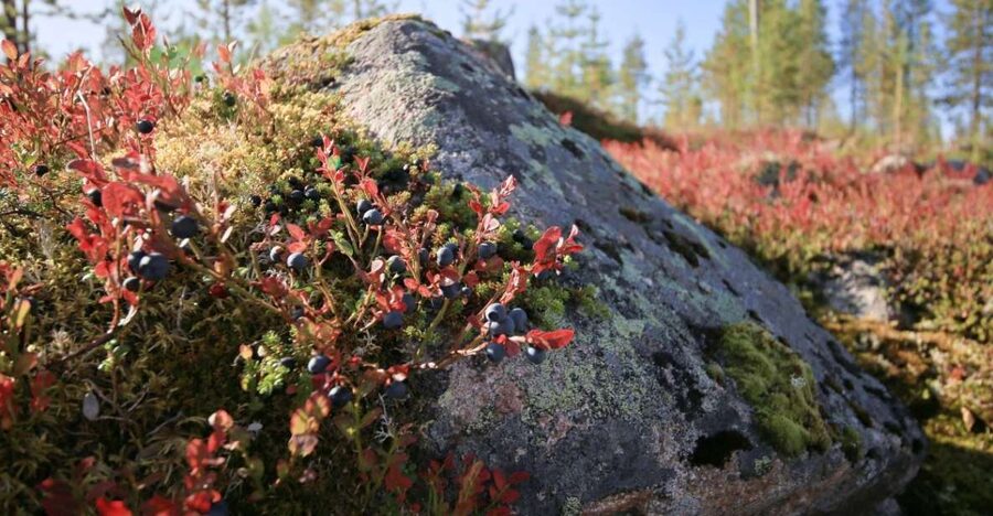 Rovaniemi forest foraging adventure: Pick, Prepare, Savor - Guide quality you can feel in the details