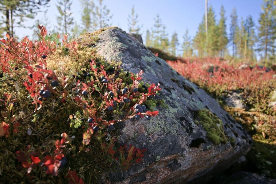 Rovaniemi forest foraging adventure: Pick, Prepare, Savor - Who should book, and who should skip it