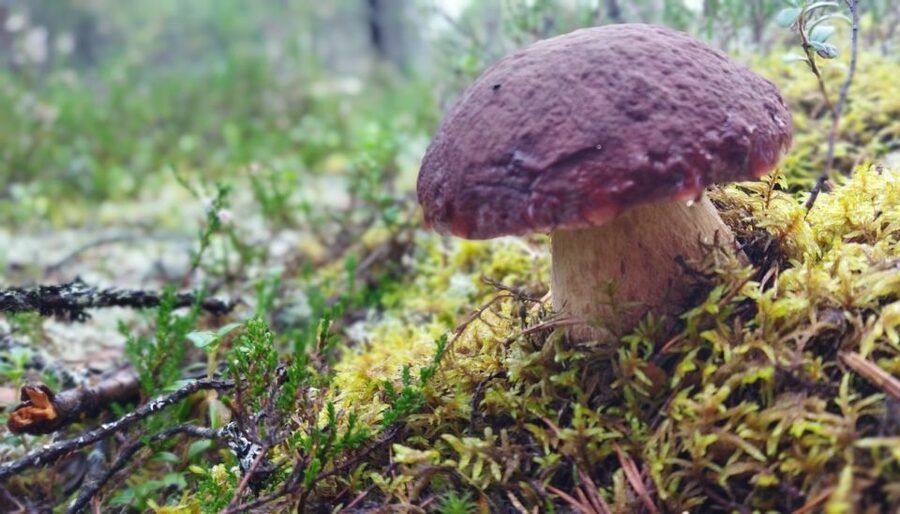 Rovaniemi forest foraging adventure: Pick, Prepare, Savor - The 3-hour flow: pickup, forest search, and fire-cooked soup