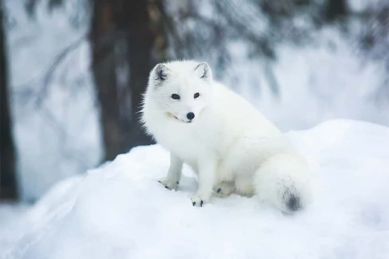 Rovaniemi: Full-Day Highlights Tour with Buffet Lunch - Husky and Reindeer Farms: Two Different Sleigh Moods