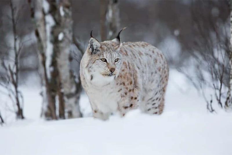 Rovaniemi: Full-Day Highlights Tour with Buffet Lunch - Arktikum Museum: Arctic Animals, Sami Culture, and Northern Lights