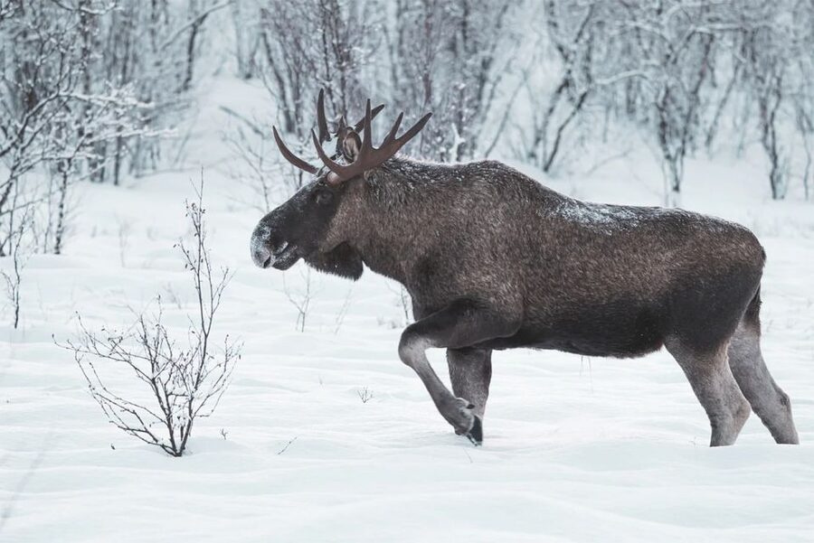 Rovaniemi: Full-Day Highlights Tour with Buffet Lunch - The Included Buffet Lunch: What You’re Really Paying For