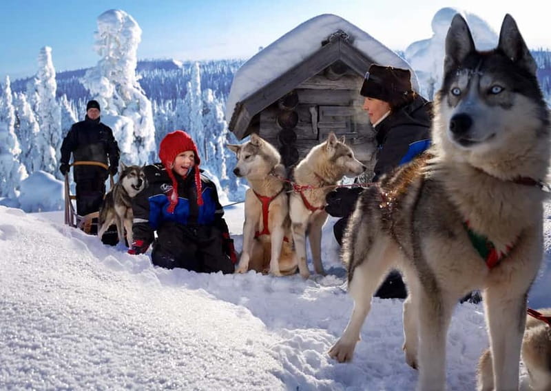 Rovaniemi: Full-Day Highlights Tour with Buffet Lunch - Price and Value: Is $305 Worth It for This Mix?