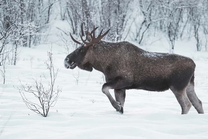 Rovaniemi: Full-Day Highlights Tour with Buffet Lunch - Should You Book This Full-Day Highlights Tour?