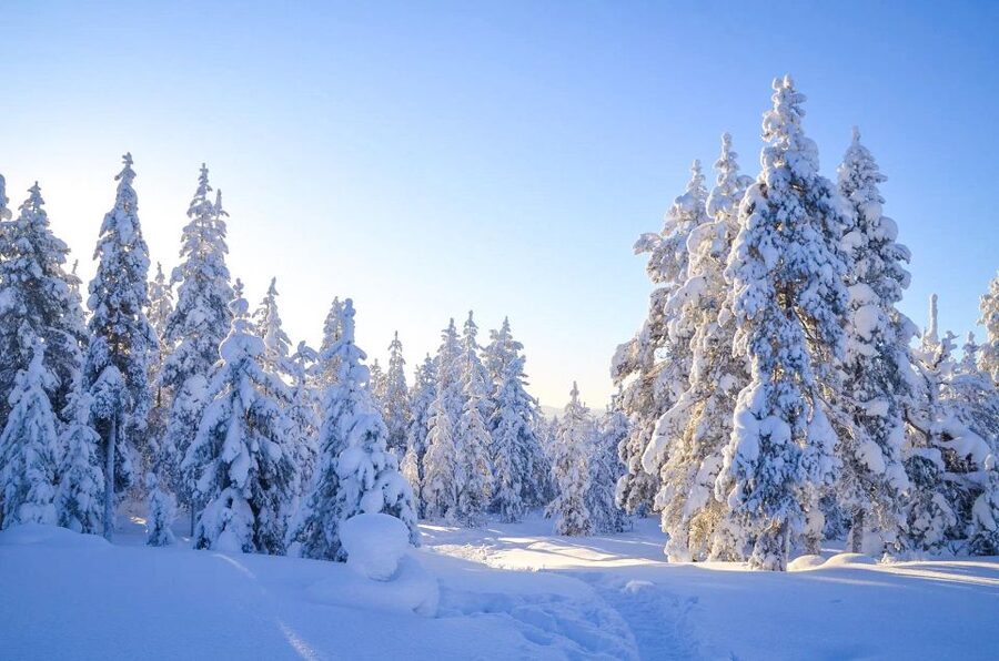 Rovaniemi: Guided Wilderness Snowmobile Ride - Key things to know before you go