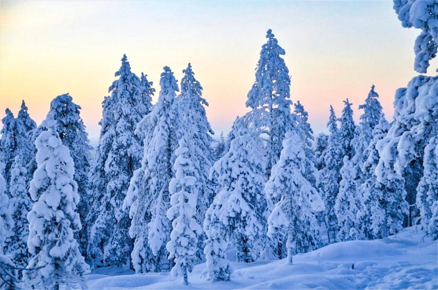 Rovaniemi: Guided Wilderness Snowmobile Ride - Rovaniemi snowmobile basics: what you do in 2 hours