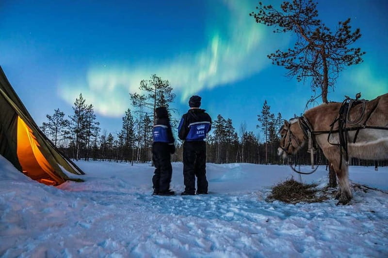 Rovaniemi: Horse Sleigh Ride under the Night Sky - Why This Rovaniemi Night Sky Ride Feels Different