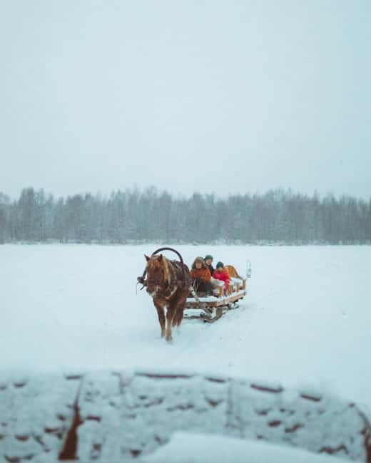 Rovaniemi: Horse Sleigh Ride under the Night Sky - The 3 km Horse Sleigh Ride Through Frost-Covered Forest