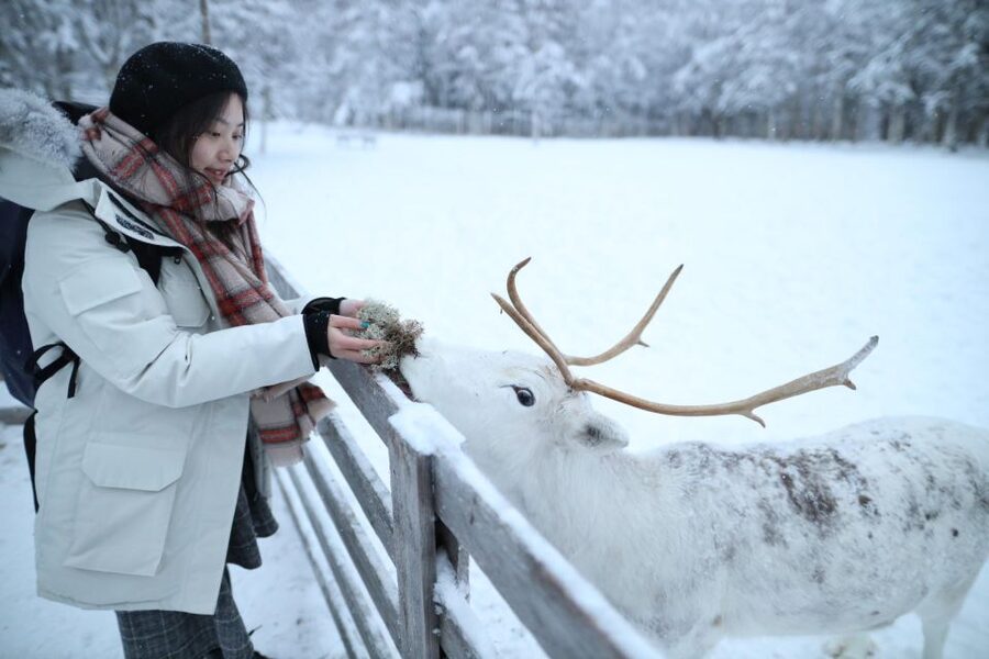 Rovaniemi: Husky and reindeer farm visit with sleigh rides - Key highlights worth aiming for