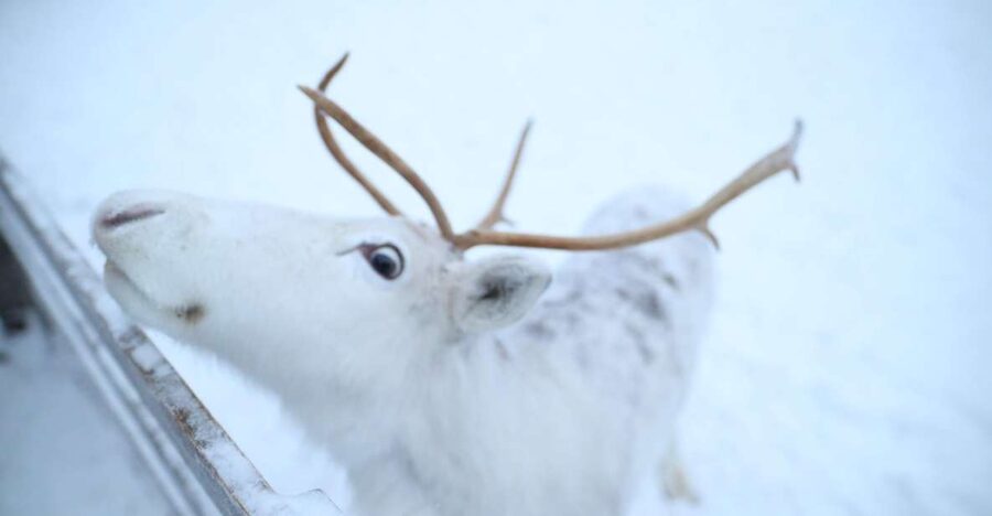 Rovaniemi: Husky and reindeer farm visit with sleigh rides - A clean, Arctic-routine day: how the 4 hours really feel