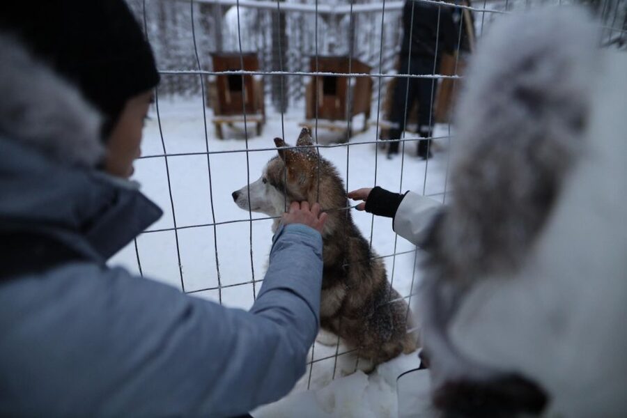 Rovaniemi: Husky and reindeer farm visit with sleigh rides - Reindeer farm feeding and the 400m sleigh ride