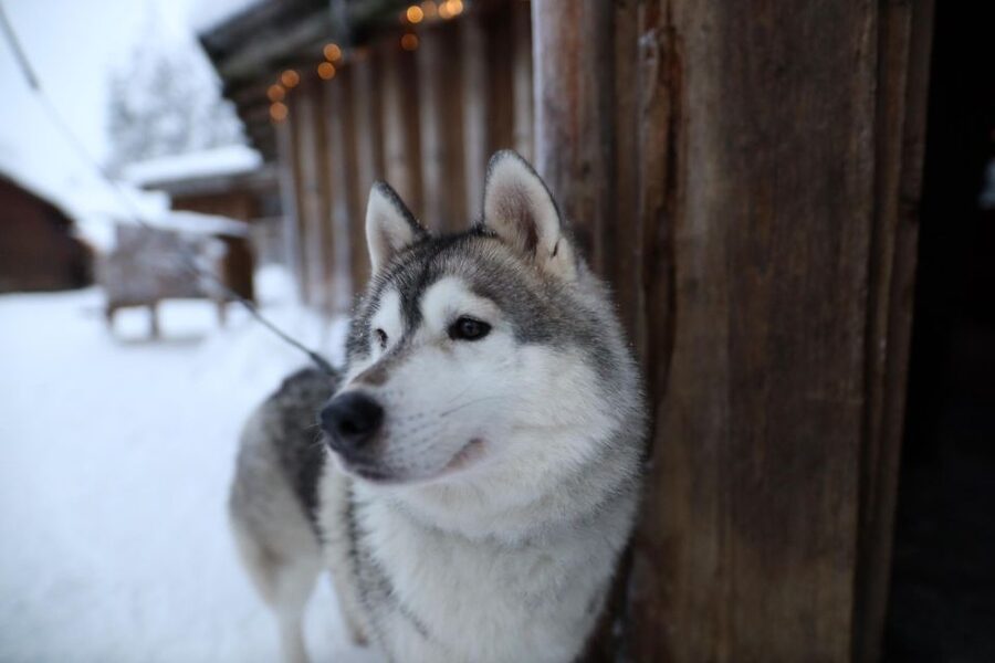 Rovaniemi: Husky and reindeer farm visit with sleigh rides - What the hot drinks and snacks are really for