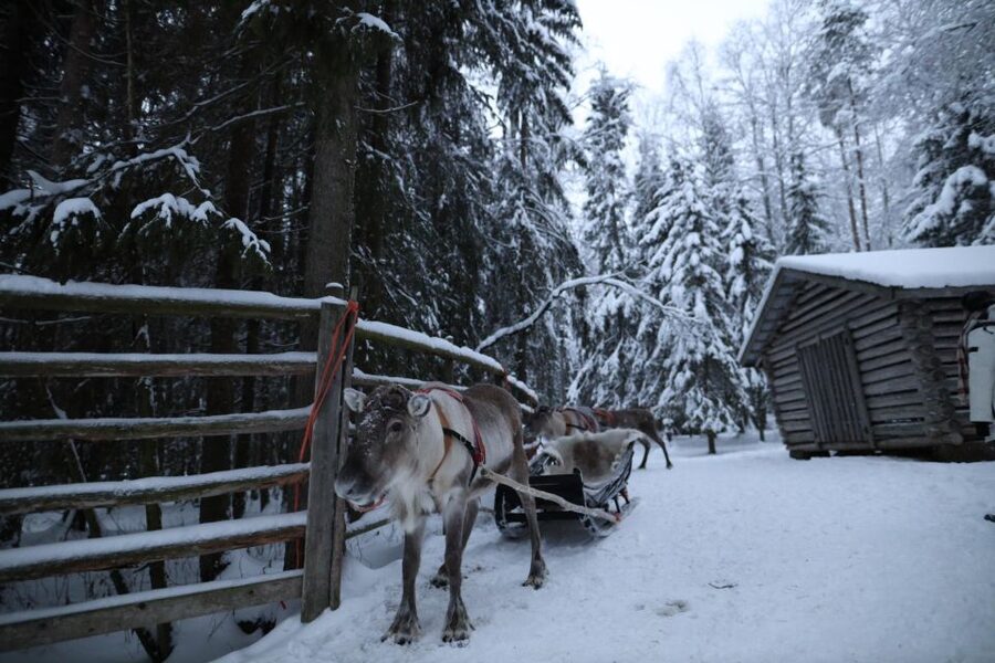 Rovaniemi: Husky and reindeer farm visit with sleigh rides - Group pace, contact level, and the “commercial” feeling question