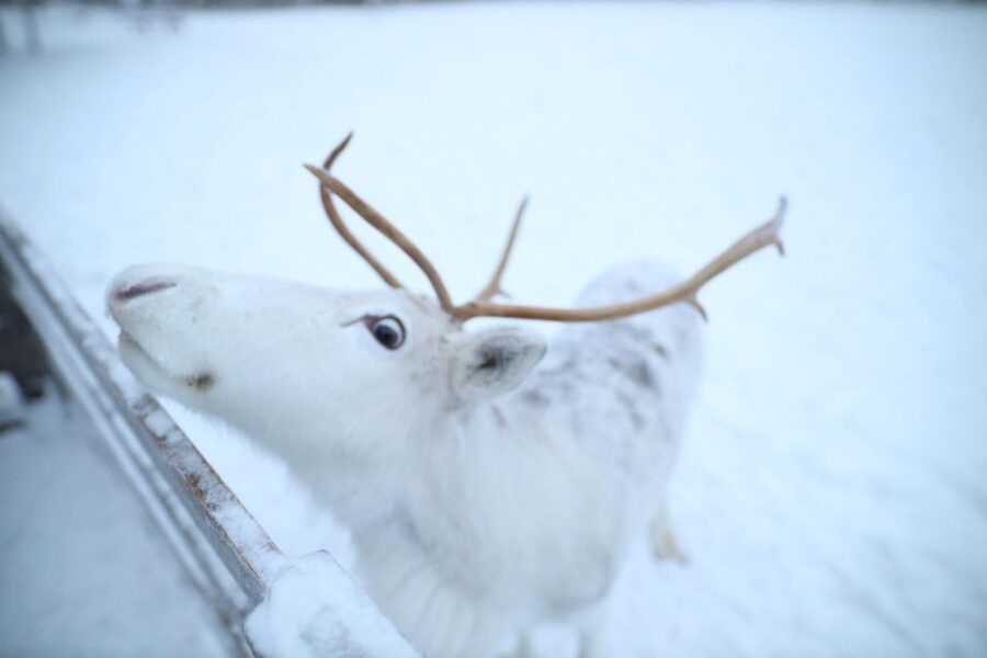 Rovaniemi: Husky and reindeer farm visit with sleigh rides - From pickup to the husky park: the “start strong” phase